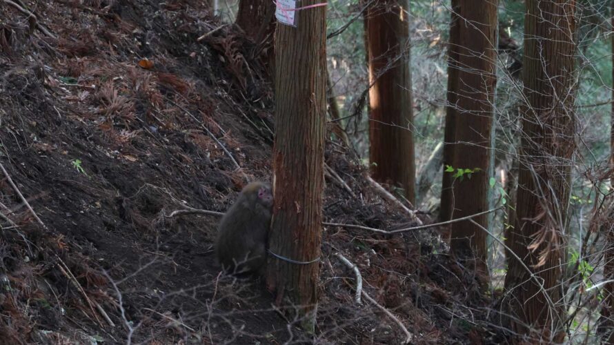 ニホンザルの駆除
